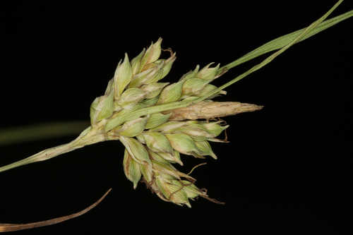 Carex planostachys #14